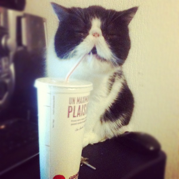 comment devenir populaire sur ask fm