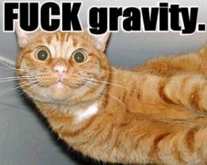 fuck_gravity_cat