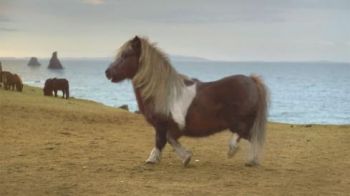 Moonwalking_poney