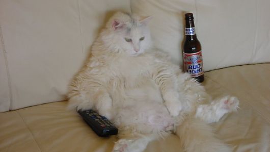 fat-cat-with-remote-and-beer-sit-on-sofa